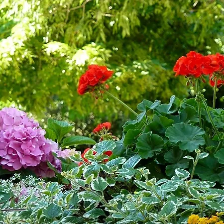 Bed & Breakfast La Tamerice