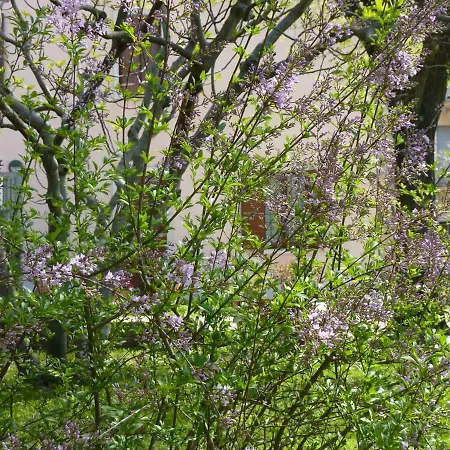 Bed & Breakfast La Tamerice *