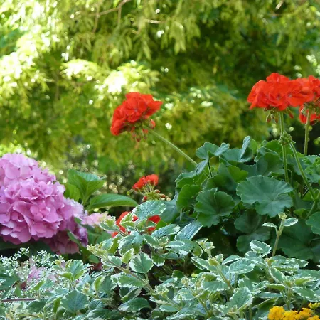 La Tamerice Bed & Breakfast Valeggio sul Mincio